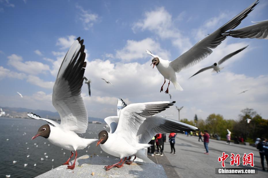 昆明越冬红嘴鸥戴上“黑礼帽”准备回家