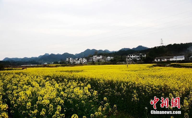 安徽黄山数万亩油菜花开金灿灿