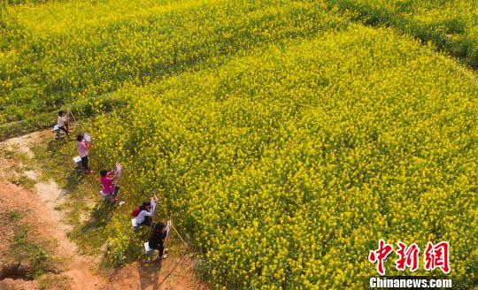 江西新余千亩油菜花田盛放 学童画笔绘春天