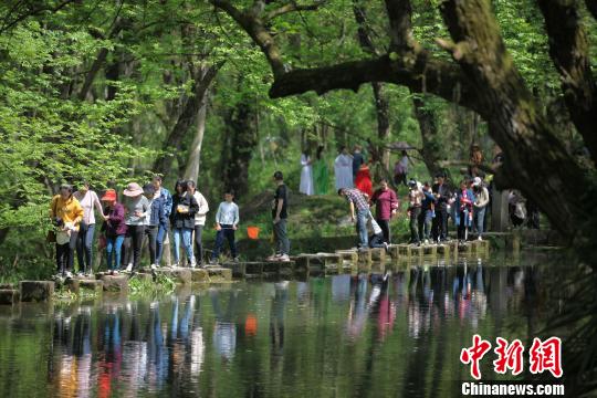 安徽黄山西溪南古村：清水碧树醉春游