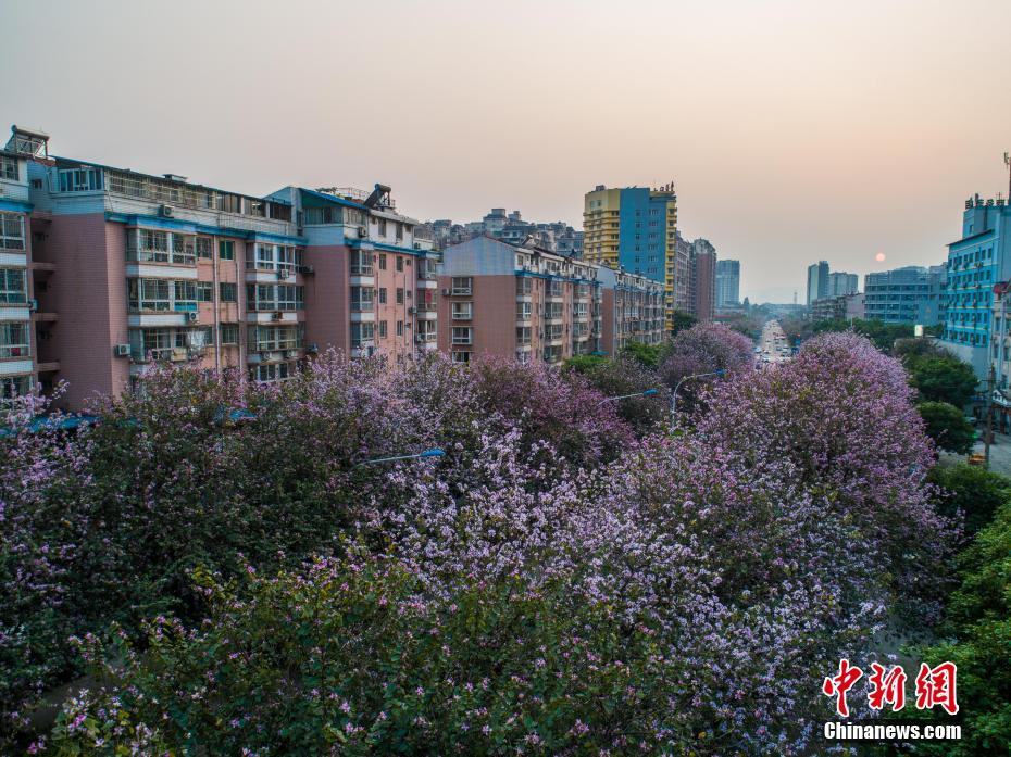 航拍广西柳州27万株盛花期洋紫荆 道路如施“粉黛”