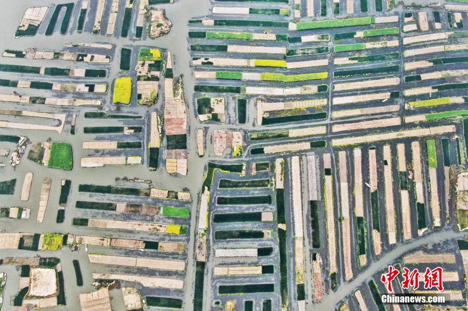 航拍江苏兴化垛田 星罗密布犹如“水上迷宫”