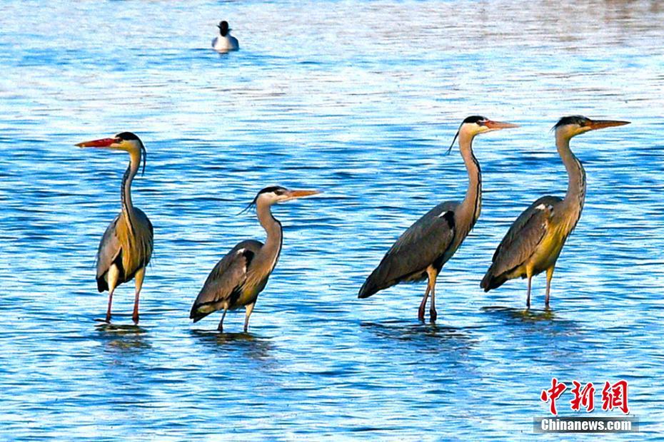 新疆克拉玛依市郊生态环境改善引来野生水禽歇脚