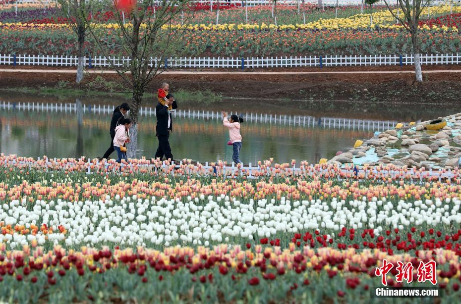 陕西洛南县首届郁金香节开幕