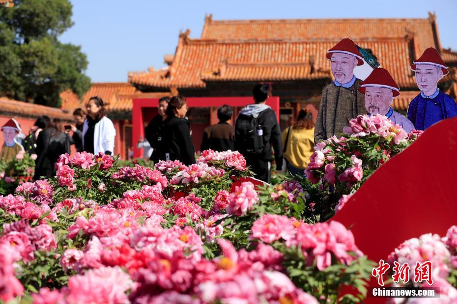北京故宫举办菏泽牡丹展
