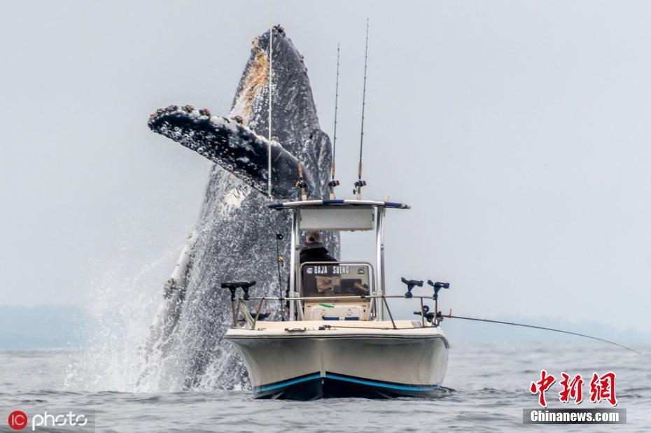 加州渔民垂钓偶遇一座头鲸从船底蹿出