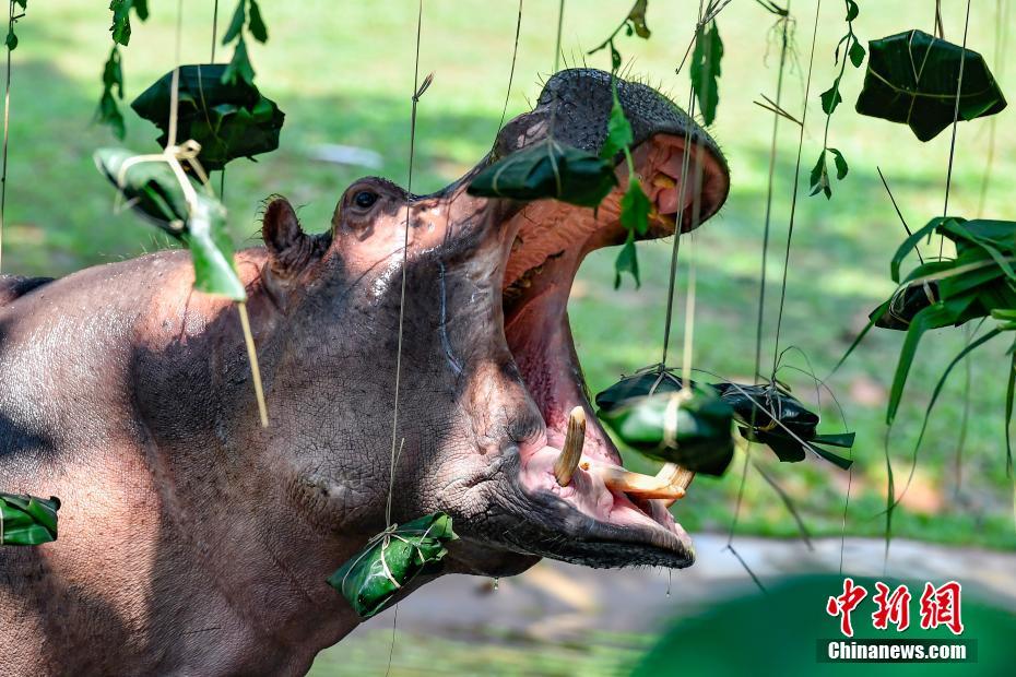 广州长隆河马家族吃“粽子”迎端午