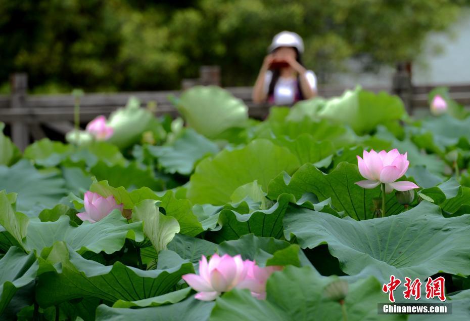 福州荷花盛开吸引游人观赏