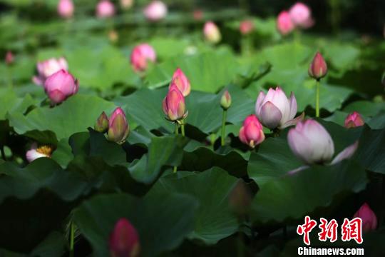 新疆库尔勒市孔雀河畔荷花竞相开放