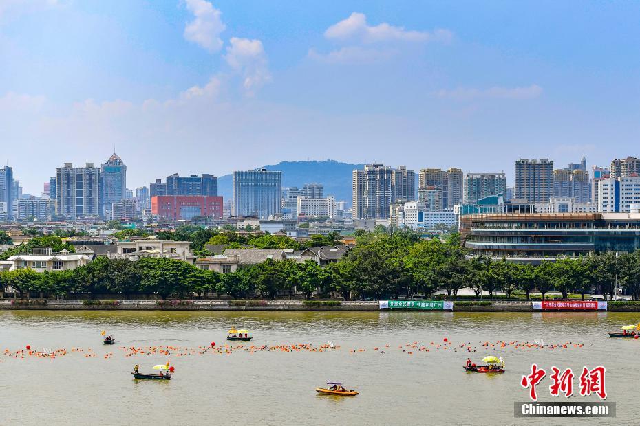 广州上千“泳士”炎炎夏日横渡珠江