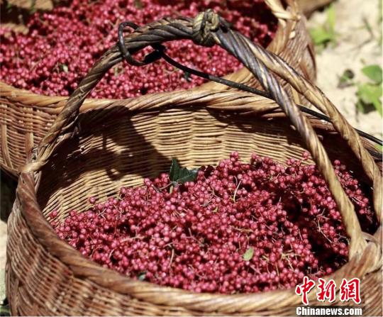 “大暑”时节秦巴山区火红花椒麻香四溢