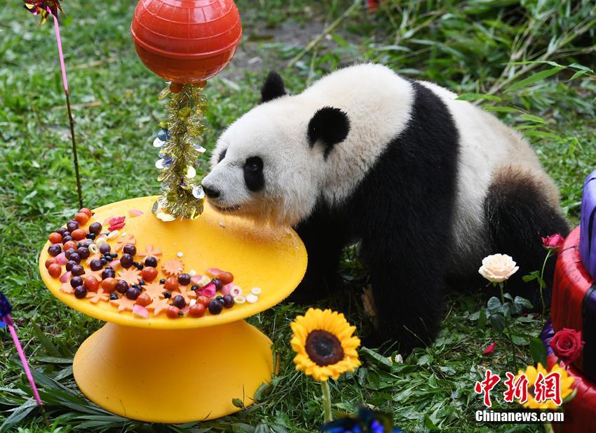 亚成体大熊猫“初心”迎三周岁生日