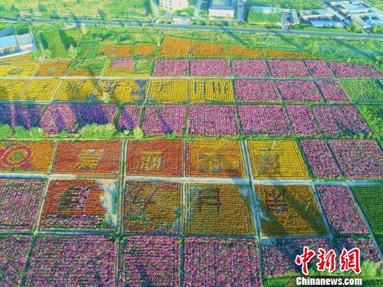 航拍甘肃张掖城郊花海 斑斓如天然“调色盘”