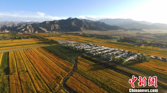 姹紫嫣红！柴达木盆地五彩藜麦迎丰收