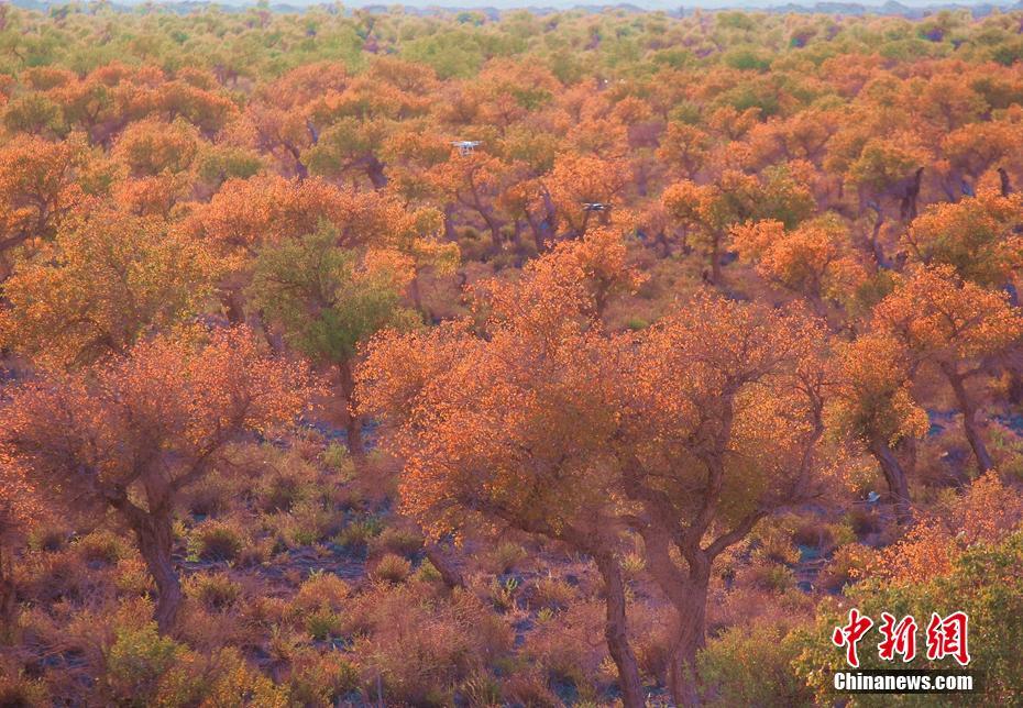 最美胡杨季 定格新疆伊吾层林尽染的童话世界