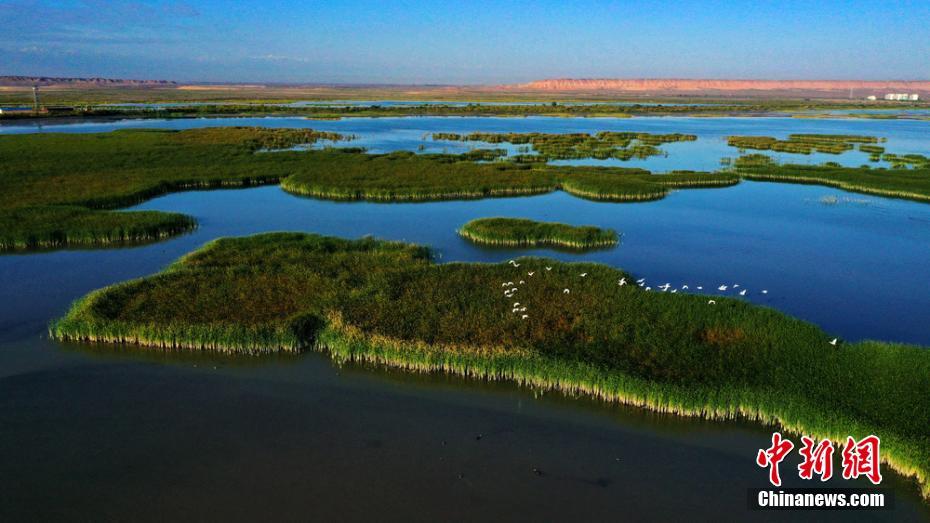 俯瞰甘肃戈壁黑河湿地 秋意浓琵鹭舞