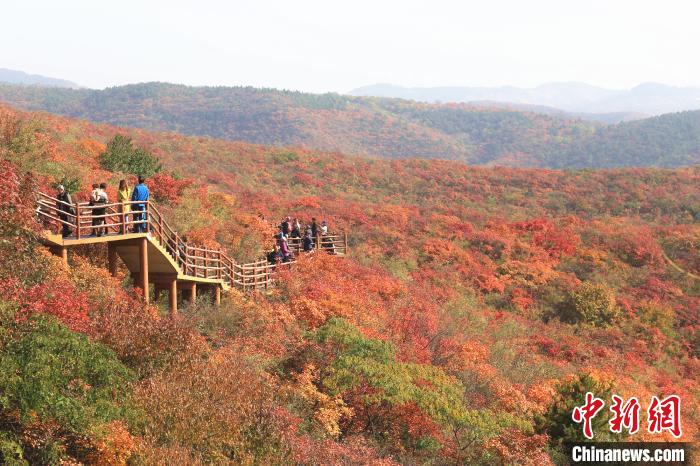 河南青天河深秋红叶斑斓如画醉游人