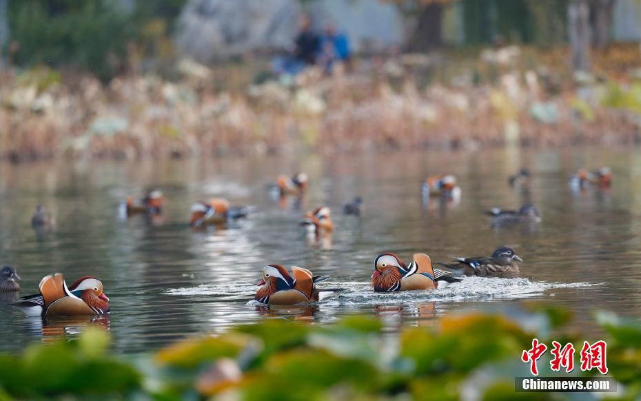大批鸳鸯飞抵北京玉渊潭公园吸引游人前来观鸟