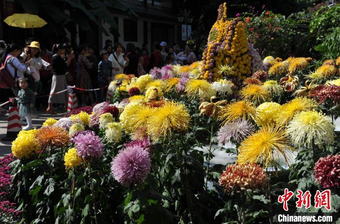 福州西湖菊展吸引游人