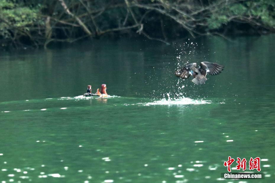三峡库区成为候鸟越冬栖息“天堂”