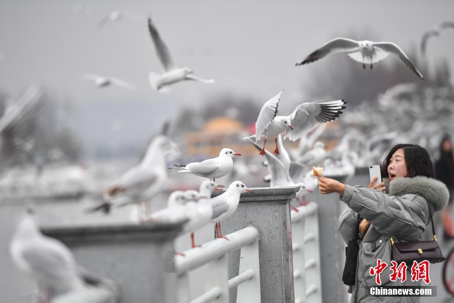 “春城”昆明迎降温 民众观鸥热情不减
