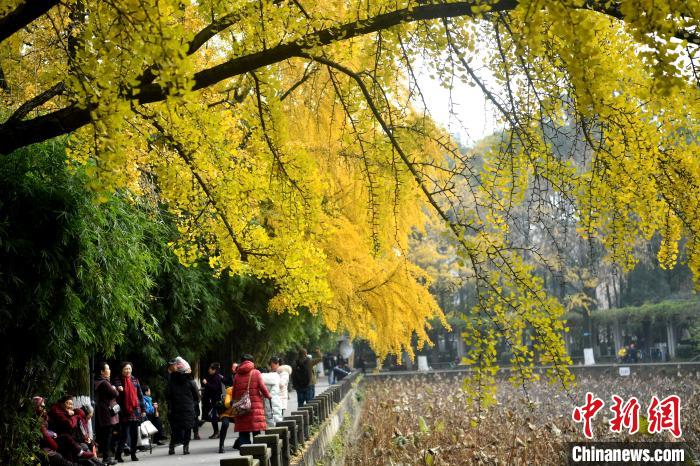 成都迎银杏景观最佳观赏期 市民扎堆百年老校赏美景