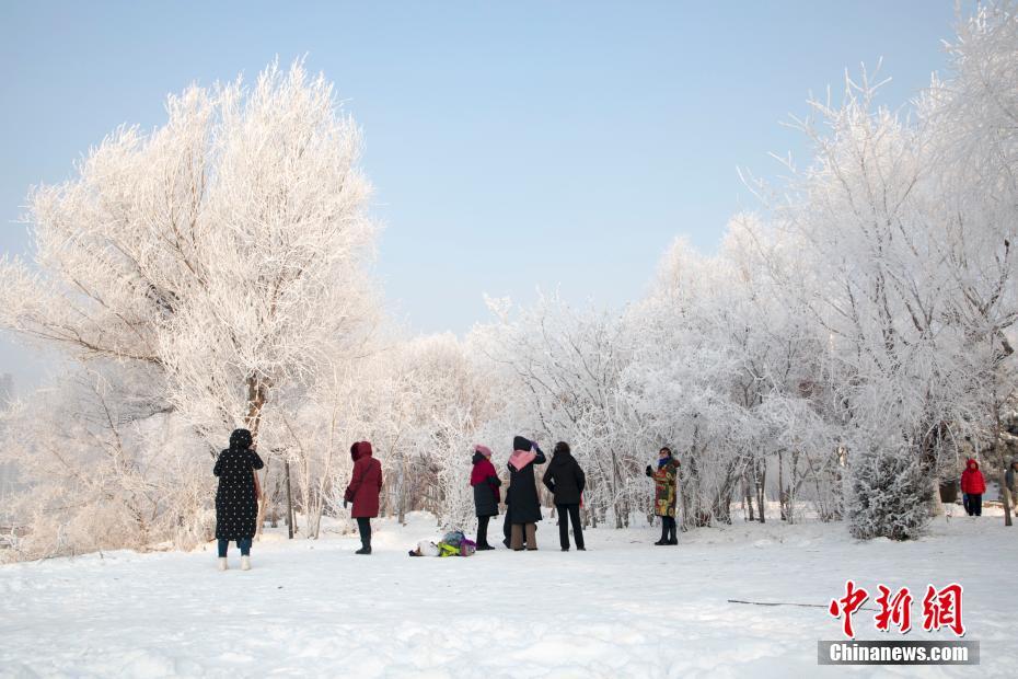 吉林松花江畔频现玉树琼花 雾凇进入最佳观赏期