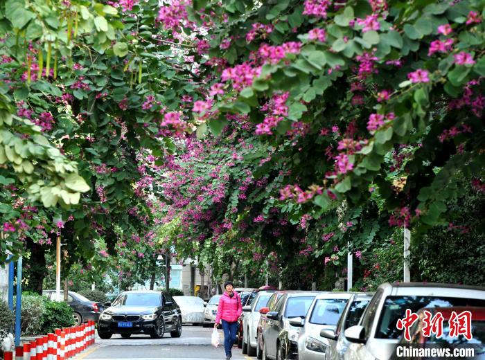 福州冬日里洋紫荆盛开成一景
