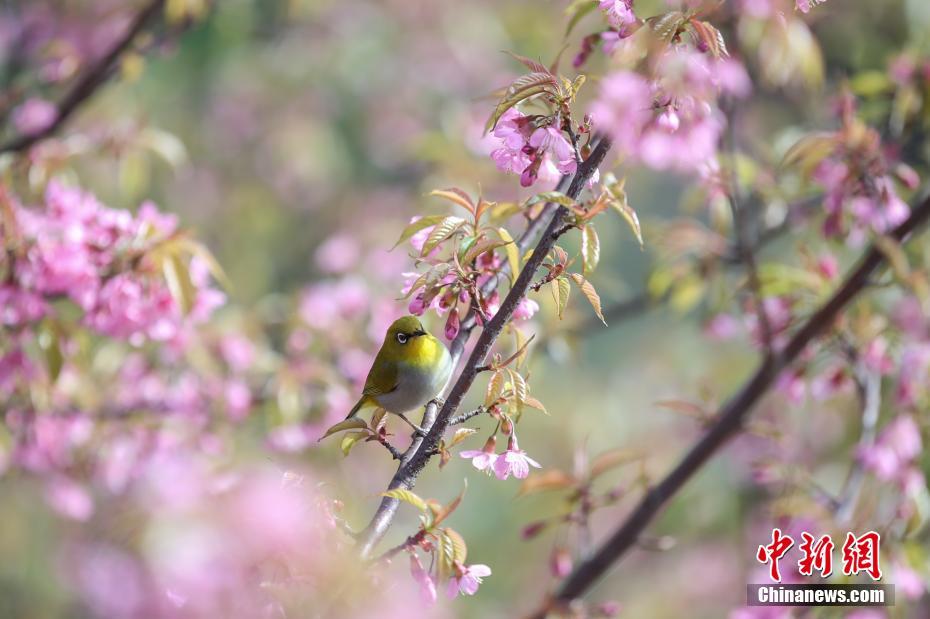 贵阳街头冬樱盛开成一景 绣眼鸟“戏花”萌态十足