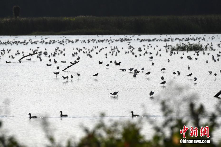 大批候鸟飞临广州过冬