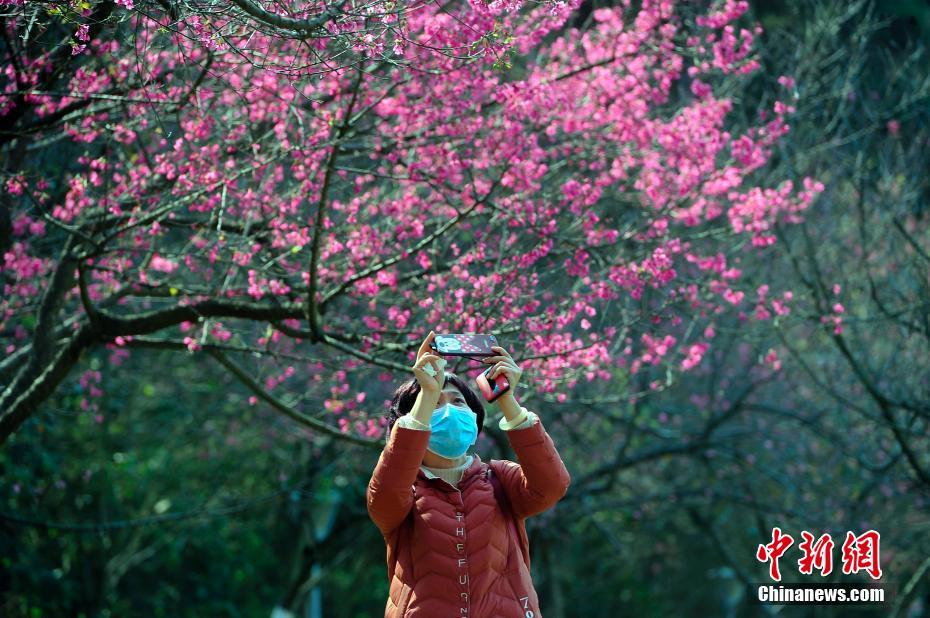 广西南宁樱花盛开 市民戴口罩观赏