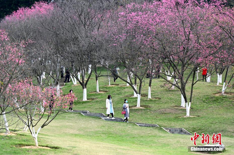 广西南宁樱花盛放 市民戴口罩观赏