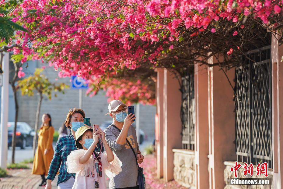 三角梅盛开 南宁春意浓