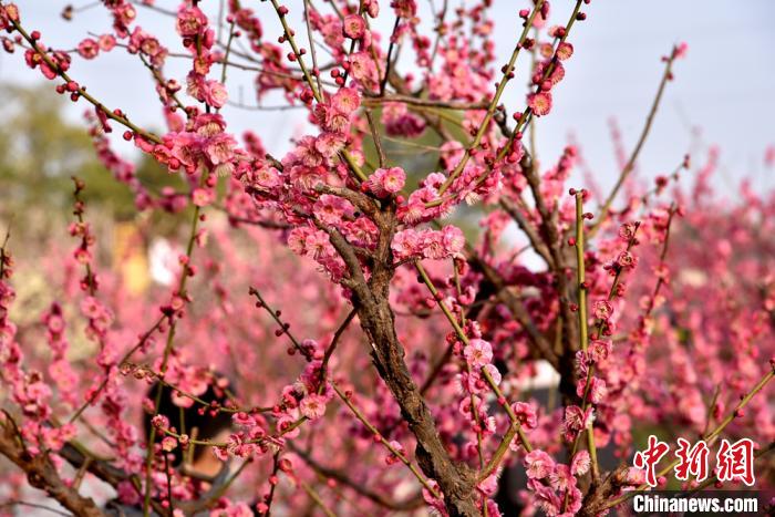徐州龟山梅花怒放春色满园