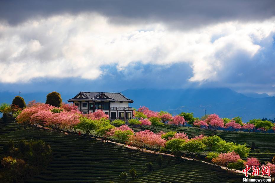 “大陆阿里山”樱花绽 十里樱红春意浓