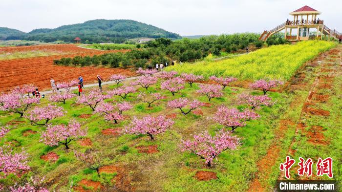 江西永修十万株桃花竞相绽放 吸引游客户外赏花