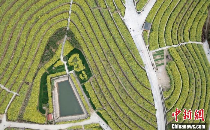 浙江杭州百亩梯田油菜花绽放吸引游人