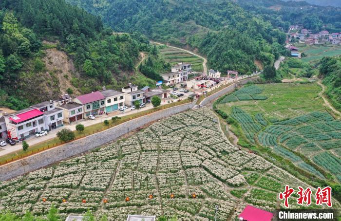 航拍江西万载百合花盛开 助力农民脱贫致富
