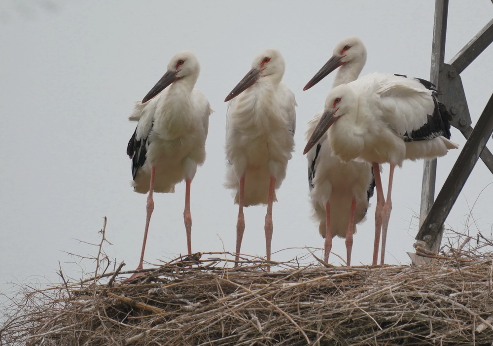 河北唐山：东方白鹳沿海筑巢育雏