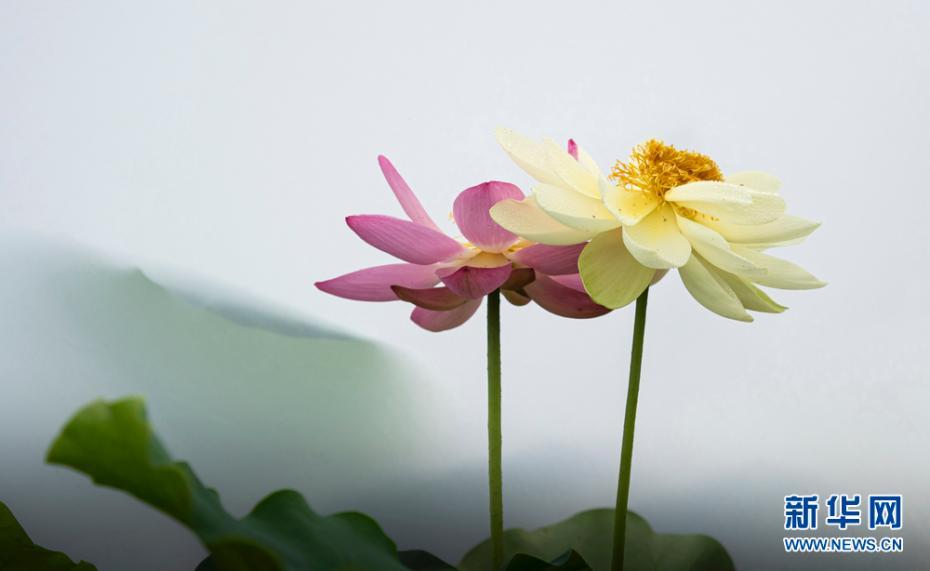 六月荷花别样美