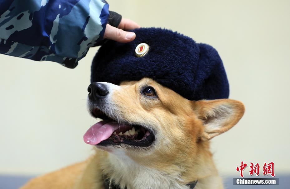 俄罗斯唯一柯基警犬退休 “小短腿”蹿红网络
