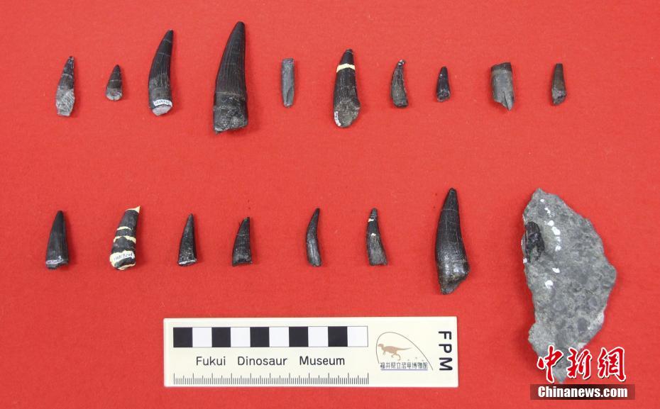 日本福井县将展出棘龙牙齿化石 距今1.2亿年历史