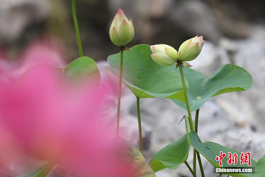 南京莫愁湖罕见“并蒂莲”含苞待放