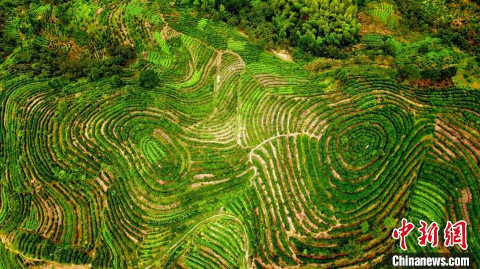 美！安徽歙县茶山形似指纹