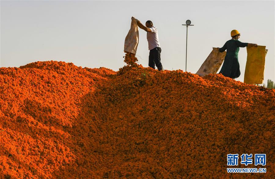 新疆于田万寿菊收获时