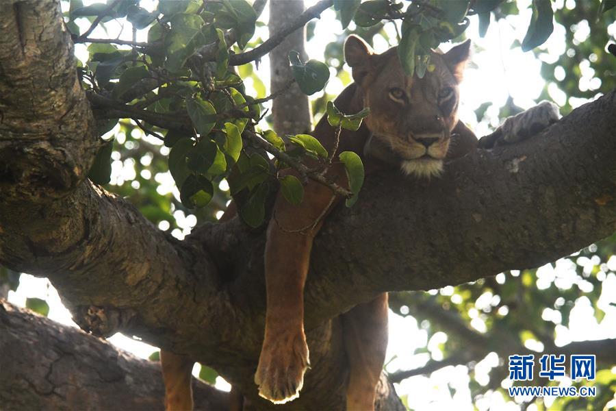 重新开放的乌干达国家公园