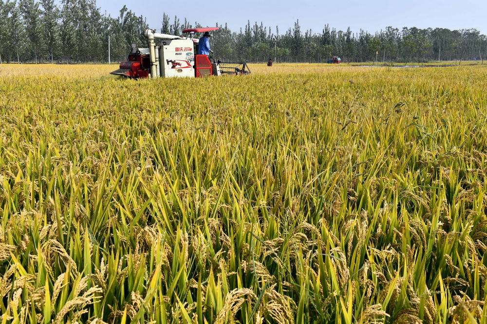 江北水乡台儿庄 万亩水稻正飘香