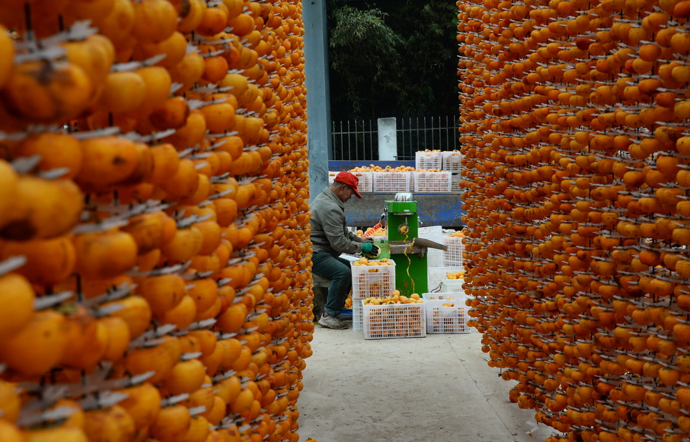 山西平陆：柿子熟了