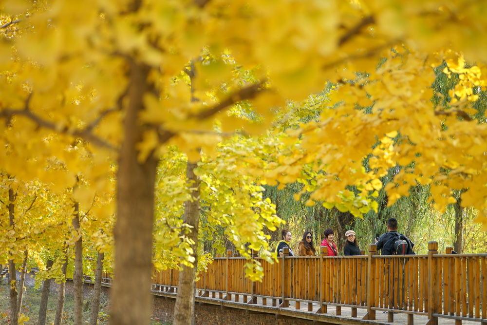 河北沙河：山乡银杏黄 太行秋景美