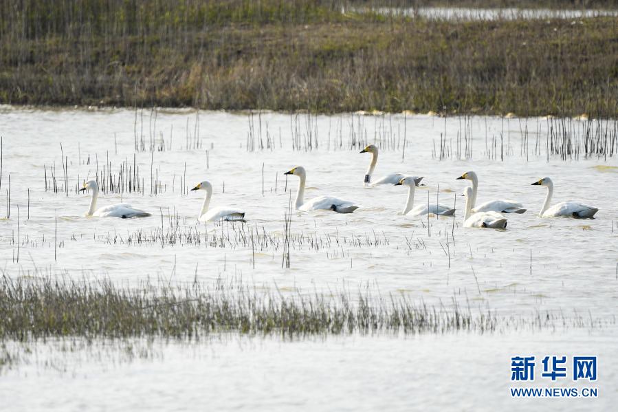 江苏南京：“天空之镜”变身“天鹅湖”